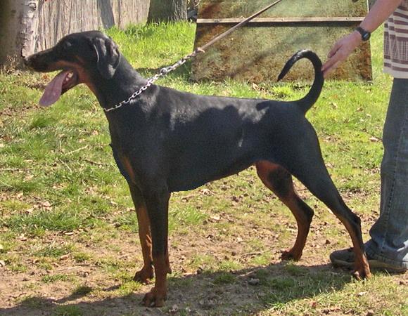 Floh von Mahuba